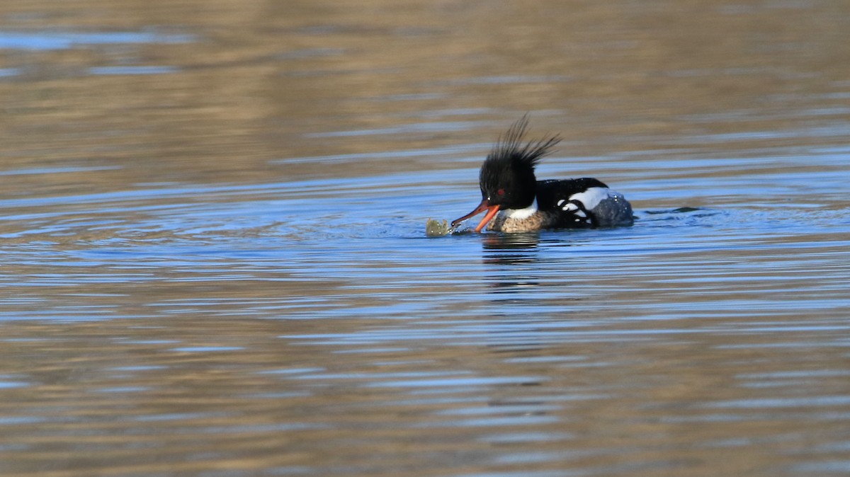 Red-breasted Merganser - Jeff Holmes