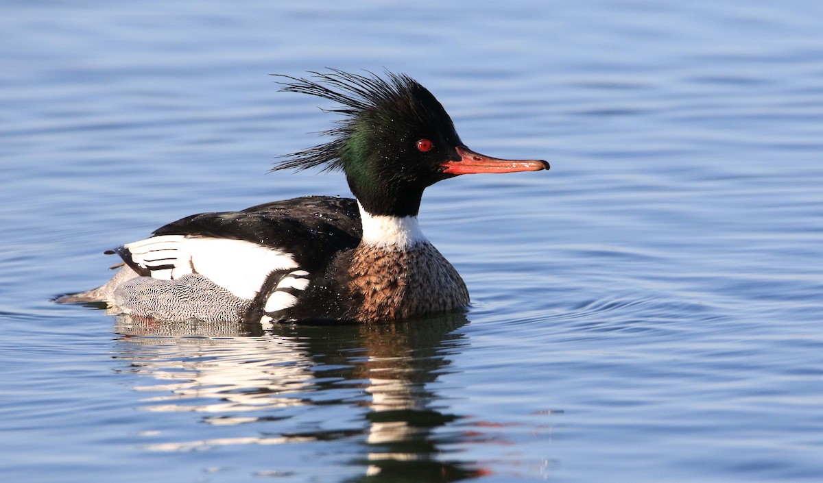 Red-breasted Merganser - Jeff Holmes