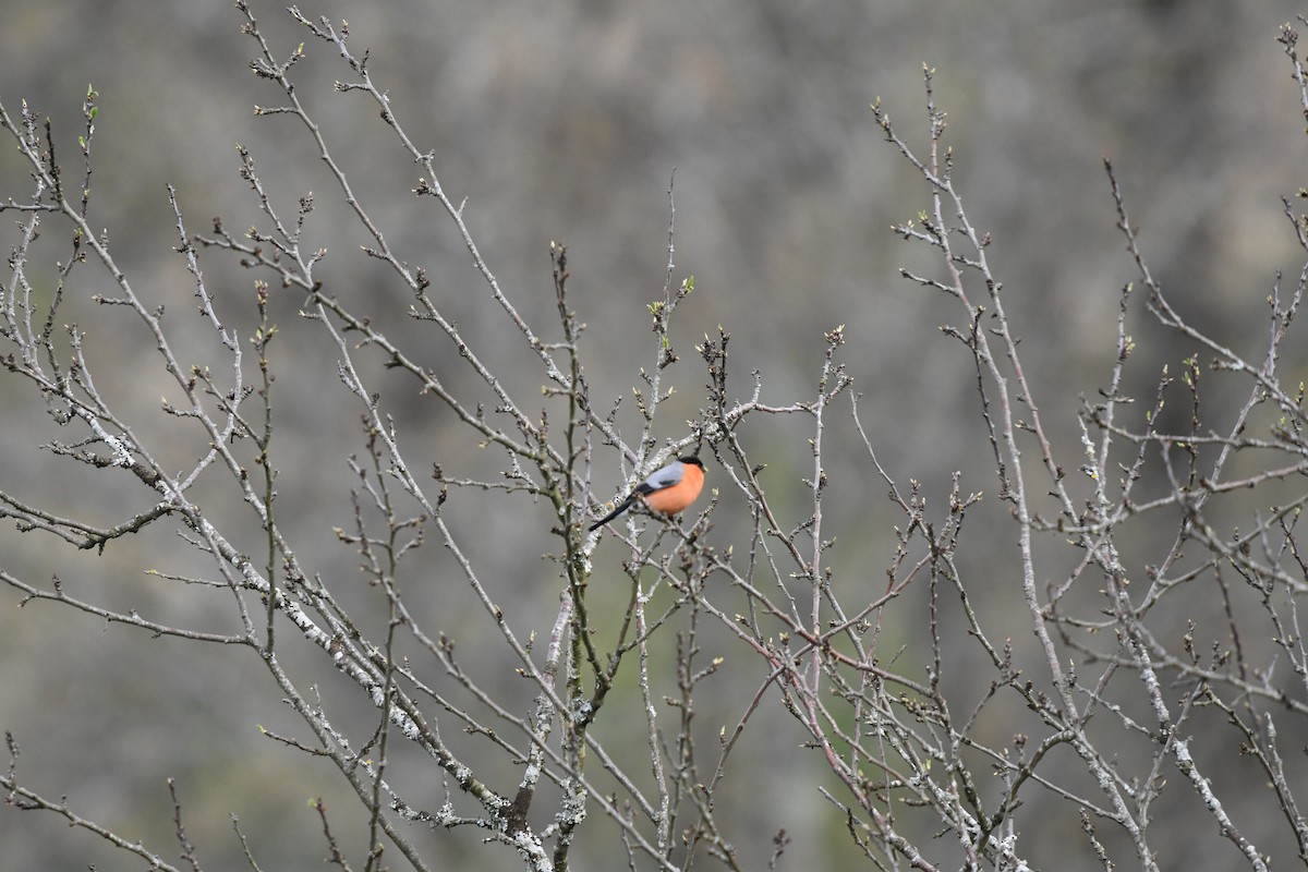 Eurasian Bullfinch - ML318608021