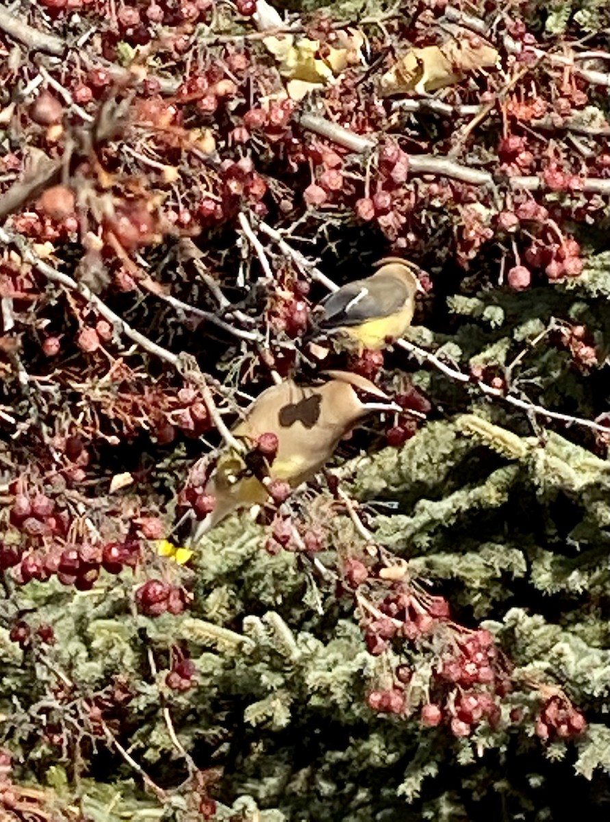 Cedar Waxwing - ML318608271