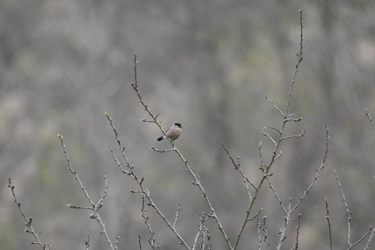 Eurasian Bullfinch - ML318608341