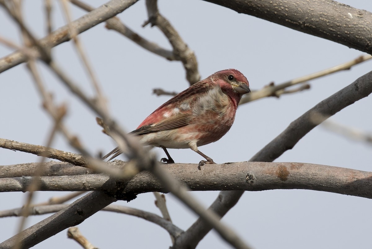 Purple Finch - ML318609041