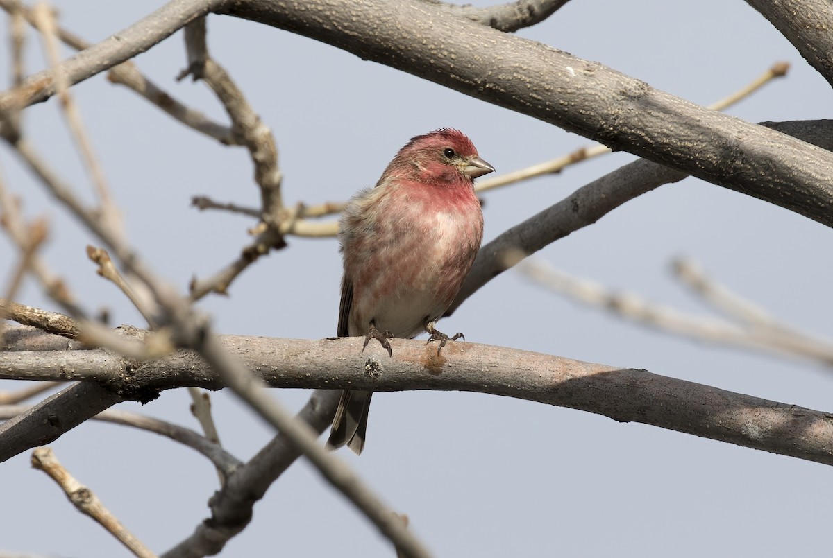 Purple Finch - ML318609051