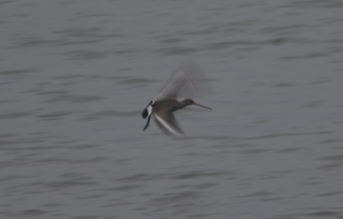 Black-tailed Godwit - Metin Güzeliş