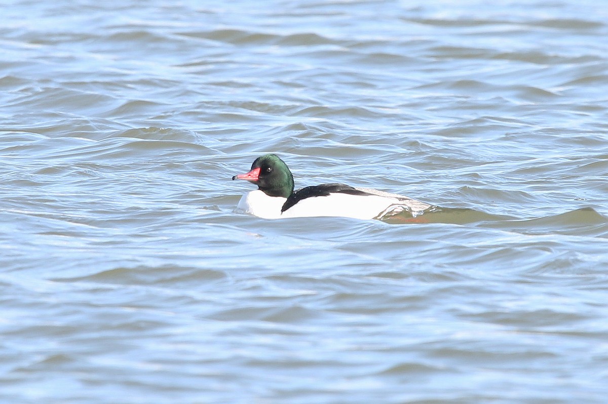 Common Merganser - ML318610701