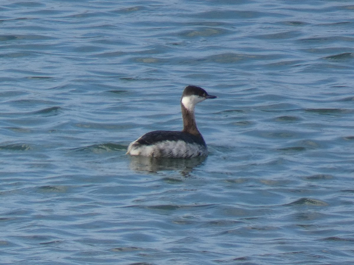 Horned Grebe - ML318610901