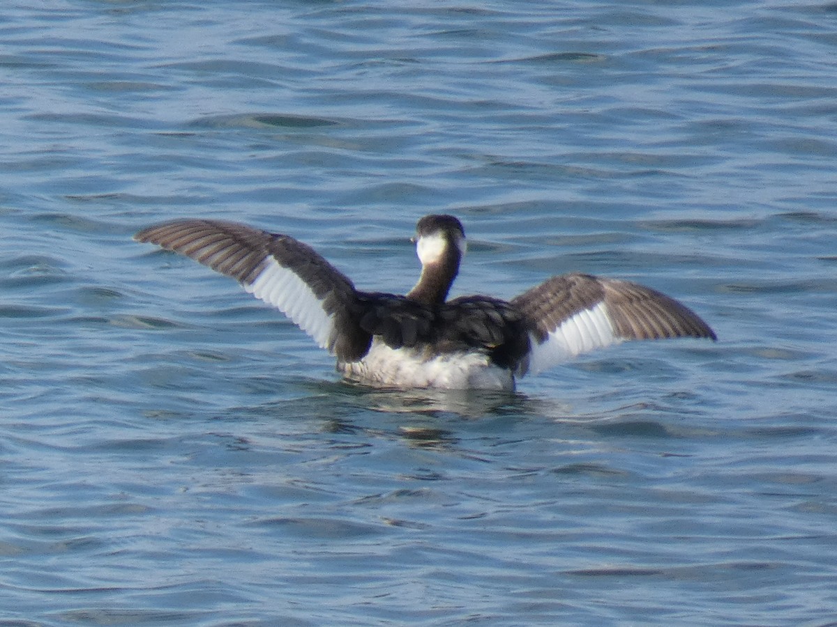 Horned Grebe - ML318610911