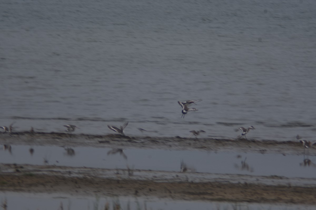 Black-tailed Godwit - ML318610951