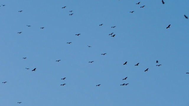 Turkey Vulture - ML318613451