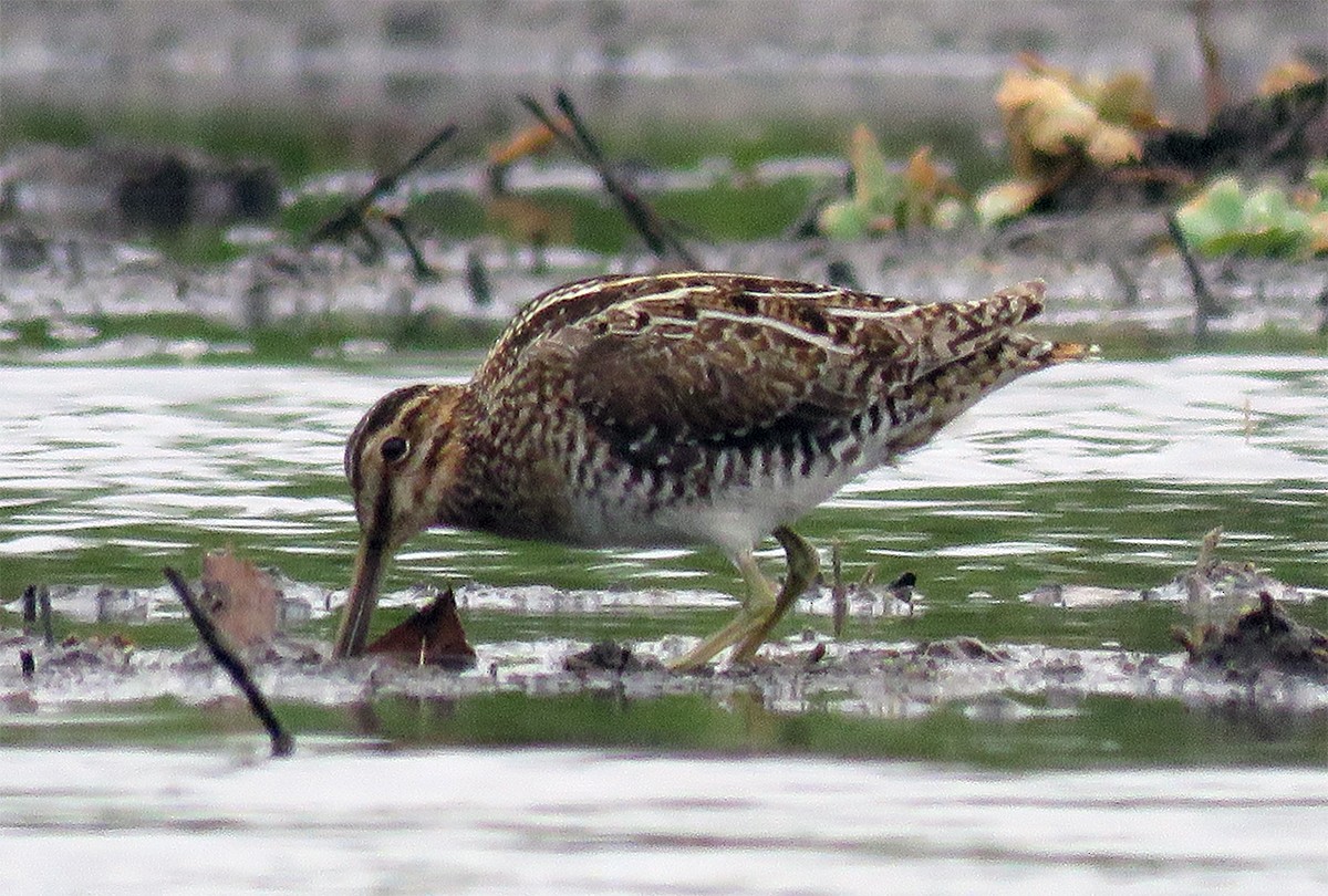 bekasina severoamerická - ML318613501