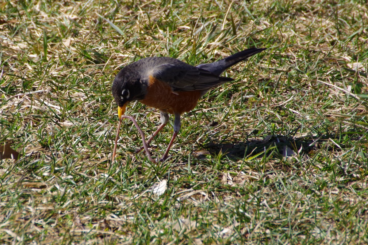 American Robin - ML318613701