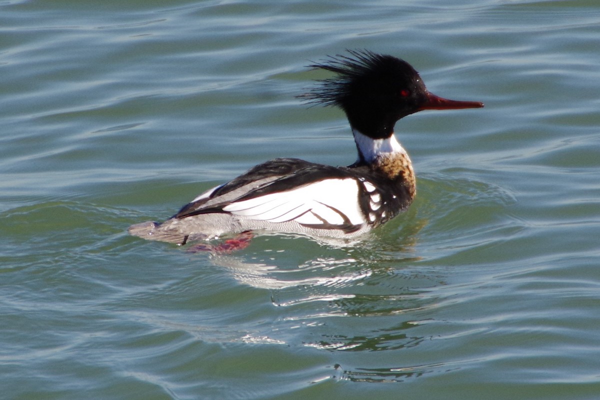 Red-breasted Merganser - ML318614451