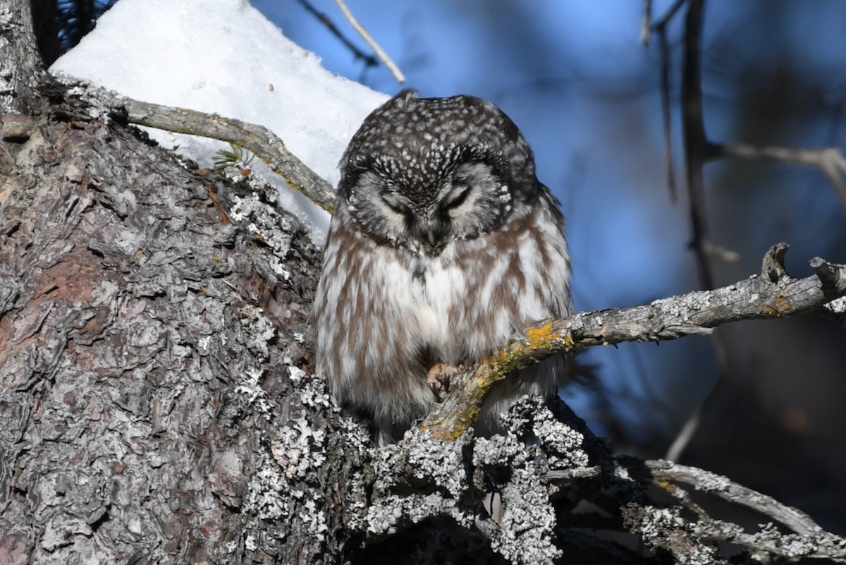 Boreal Owl - ML318614651