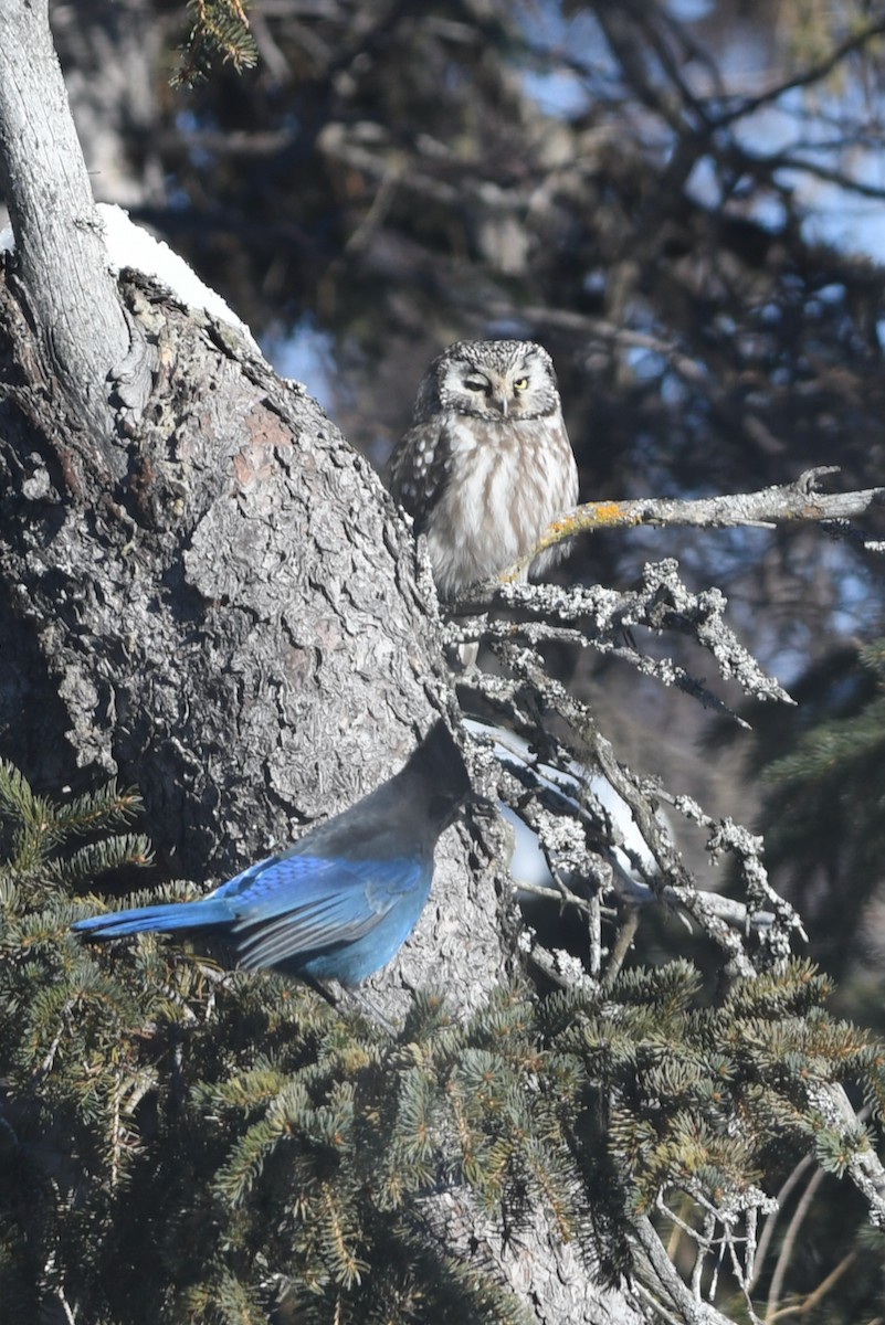 Boreal Owl - ML318614661