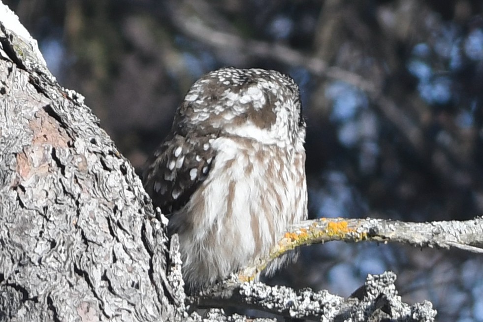 Boreal Owl - ML318614671