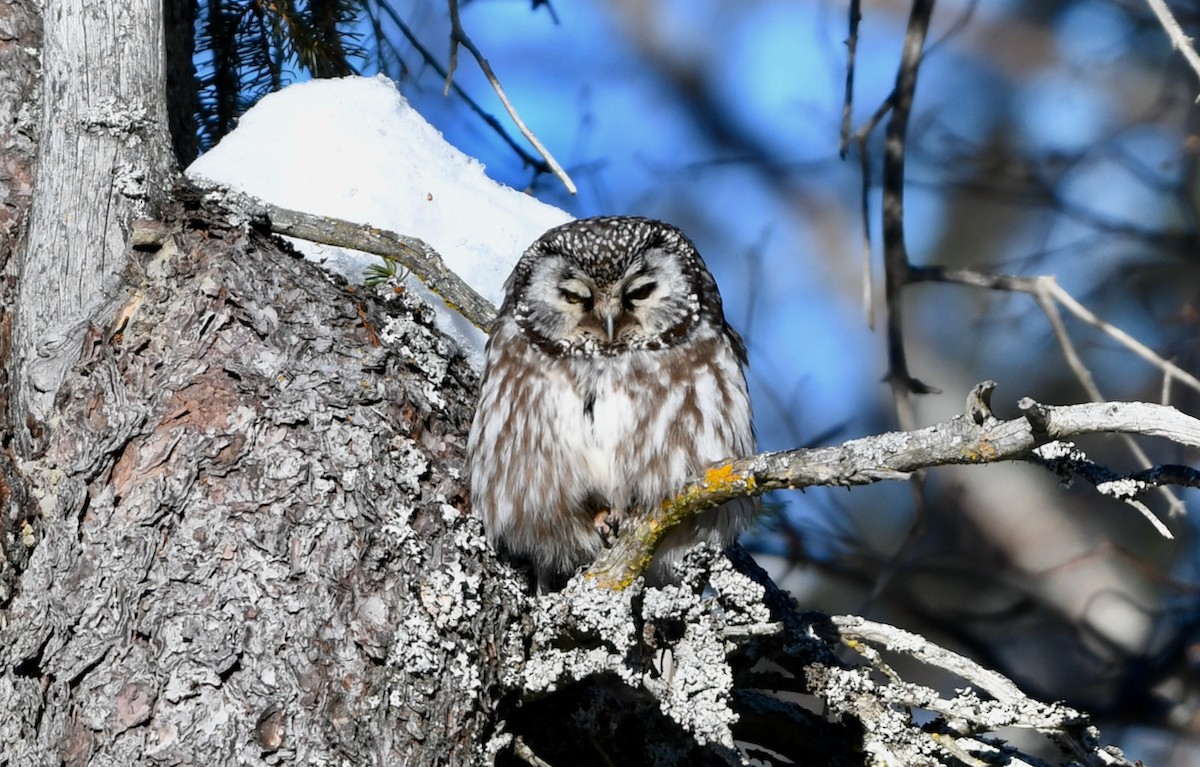 Boreal Owl - ML318614881