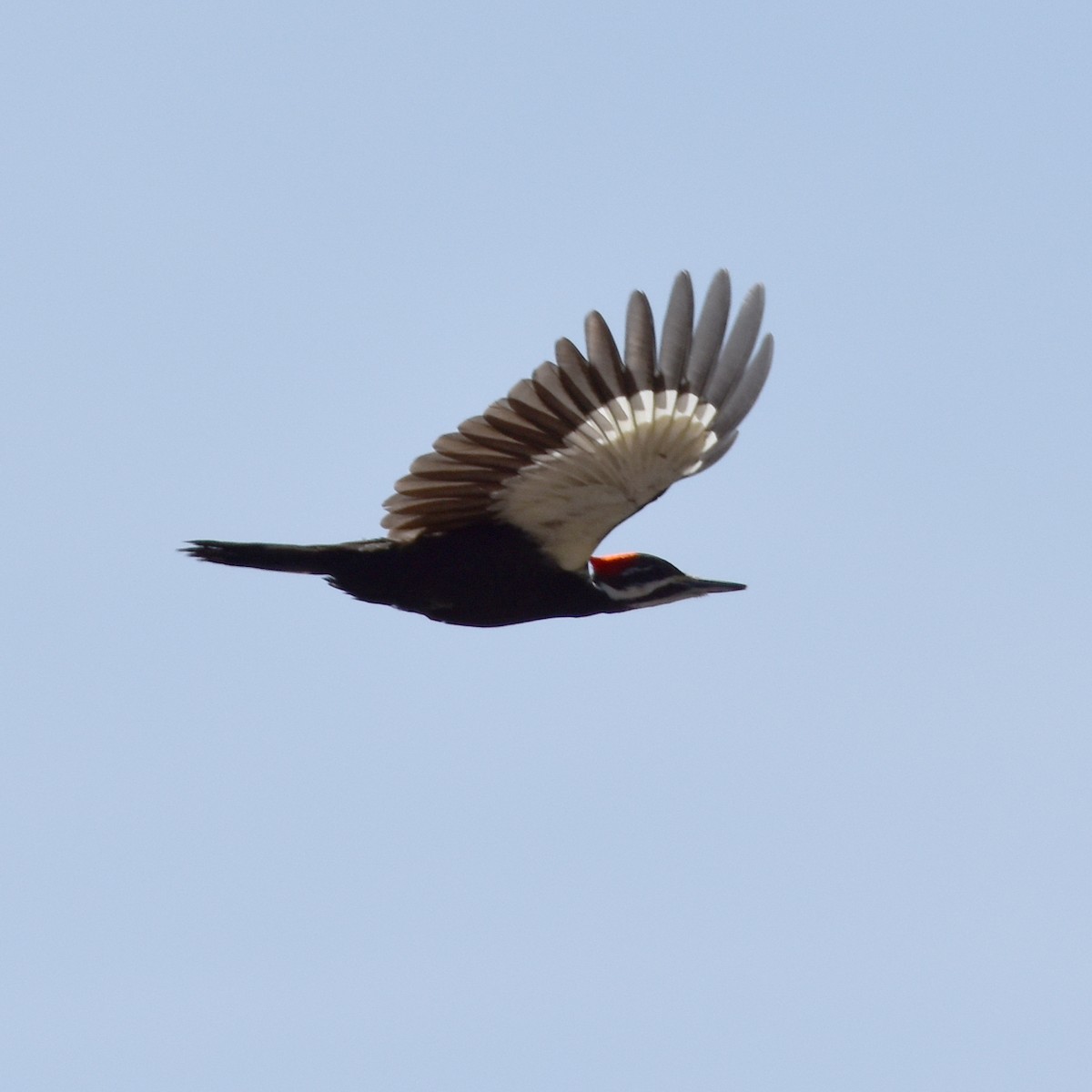 Pileated Woodpecker - Jada Fitch