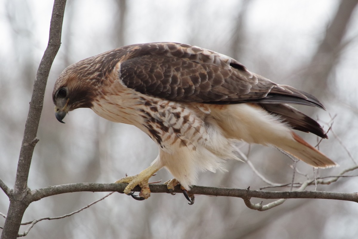 Red-tailed Hawk - ML318615381