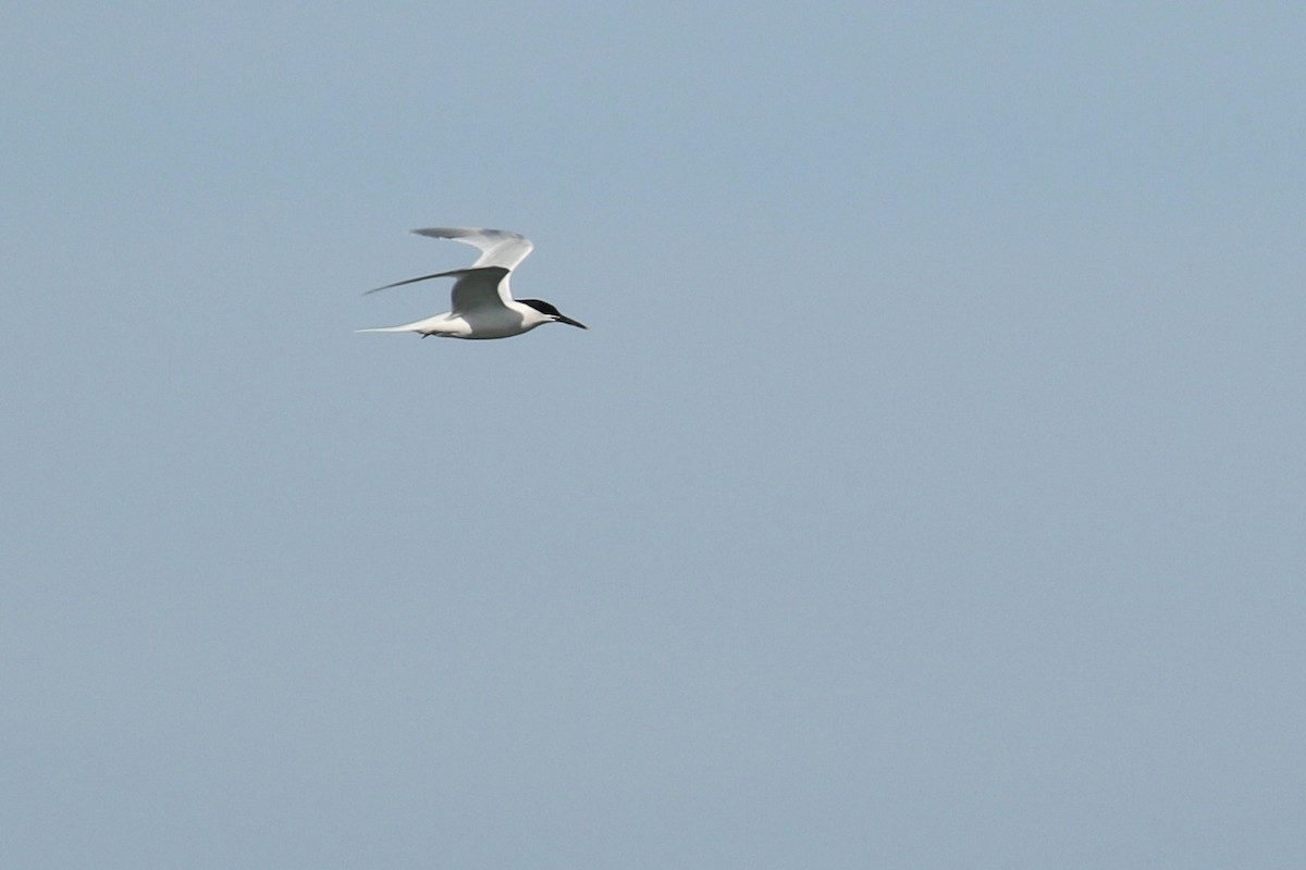 Sandwich Tern - ML318616191