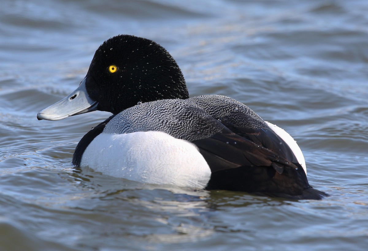Greater Scaup - ML318616701