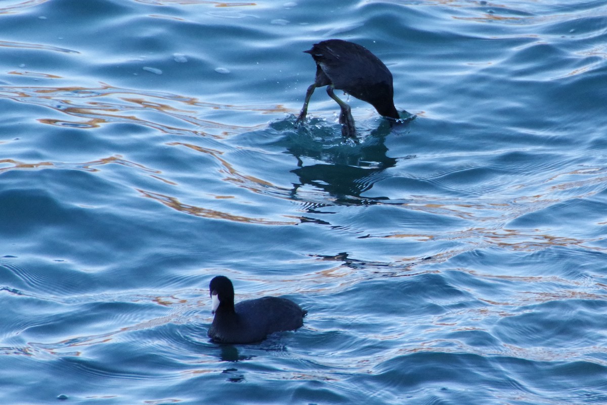American Coot - ML318617001