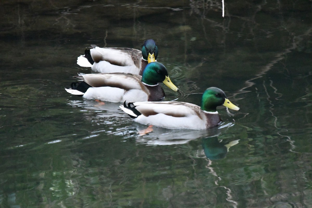 Mallard - ML318618081