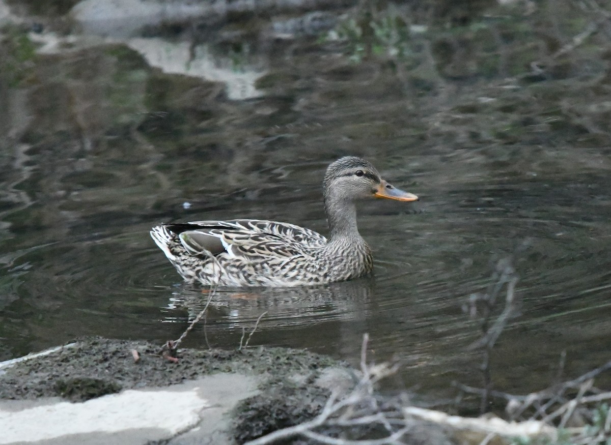 Mallard - ML318618801