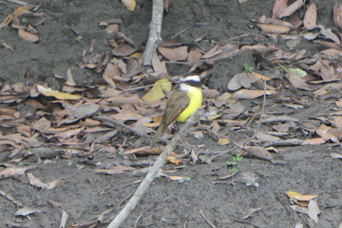 White-bearded Flycatcher - Juan Lázaro Toro Murillo