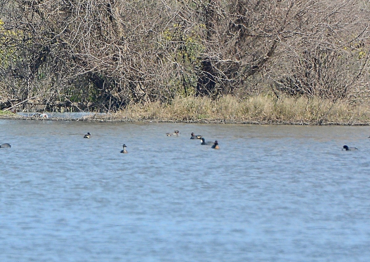 Green-winged Teal (Eurasian) - ML318620301