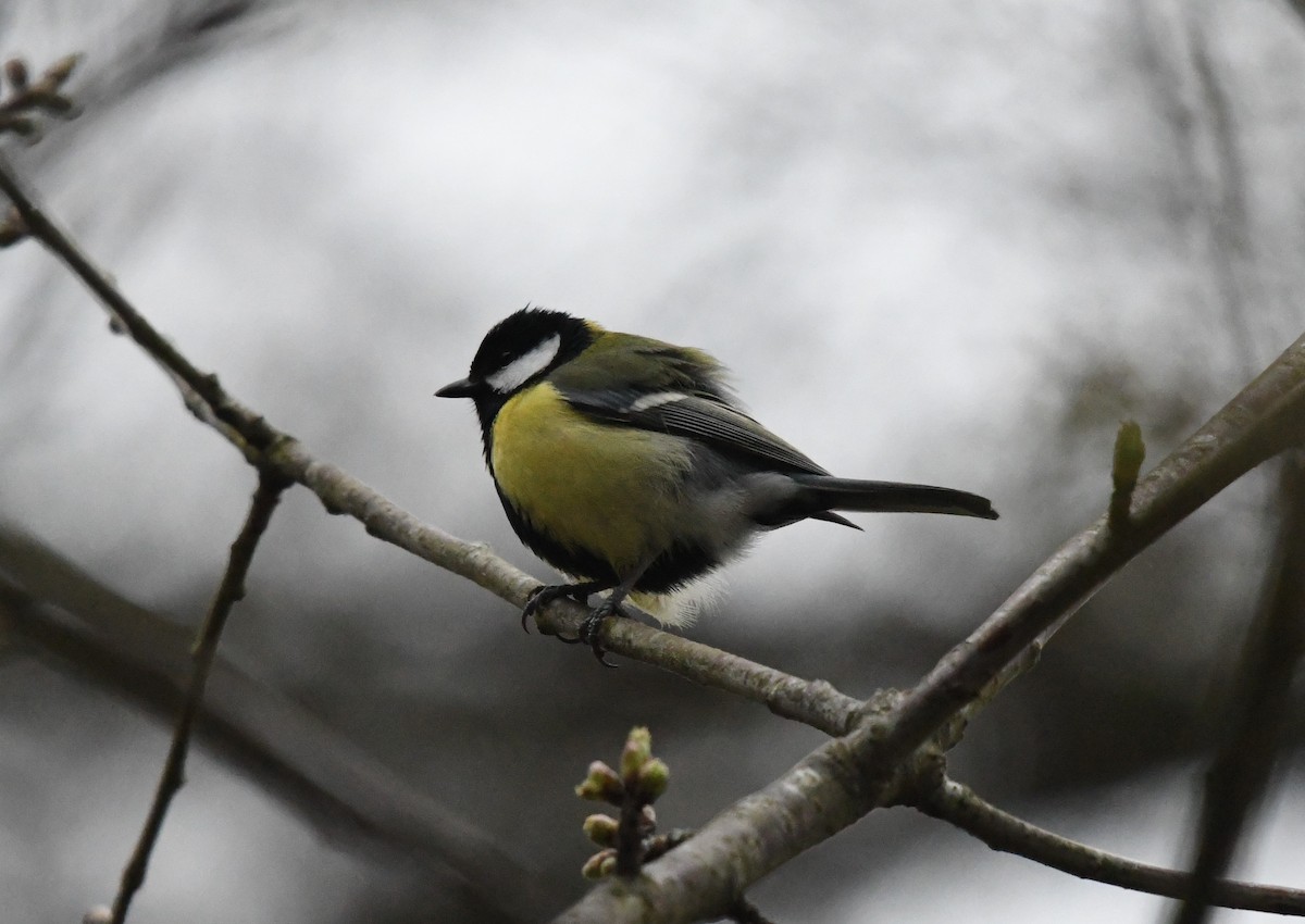 Great Tit - ML318621111