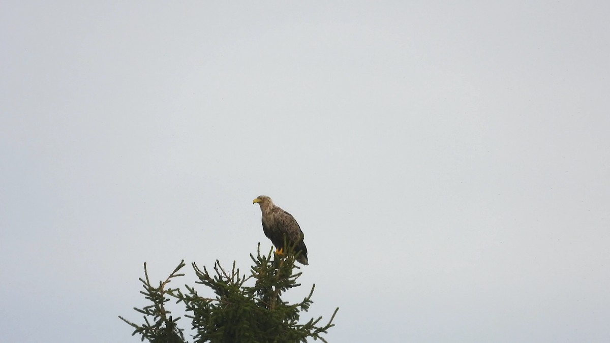 White-tailed Eagle - Francesco Barberini