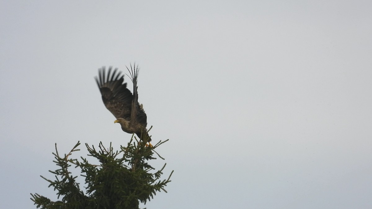 White-tailed Eagle - Francesco Barberini