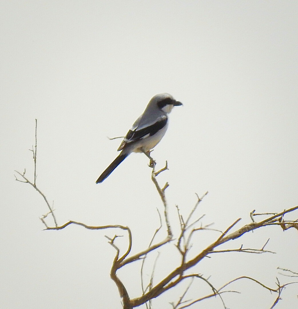 Great Gray Shrike - ML318623821