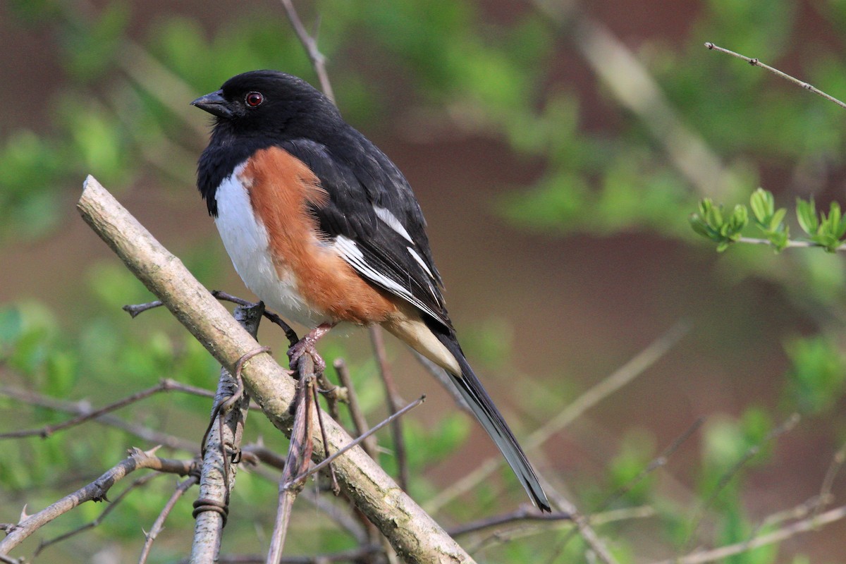 Eastern Towhee - ML318623911