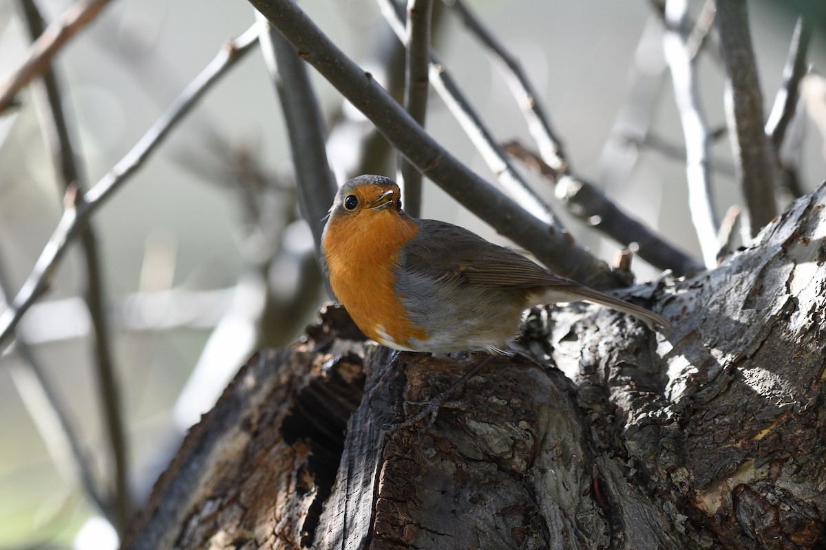 European Robin - ML318624131