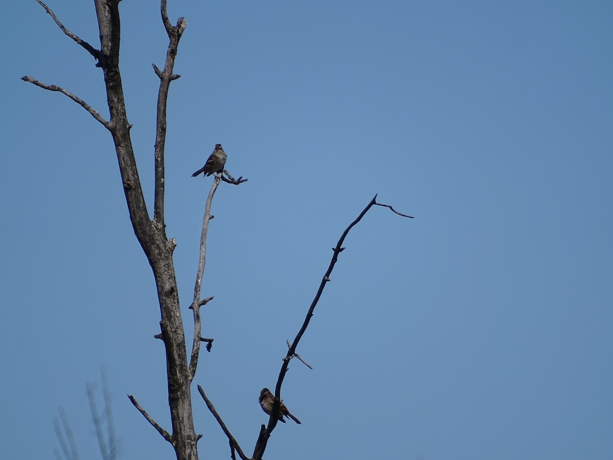 American Tree Sparrow - ML318624381
