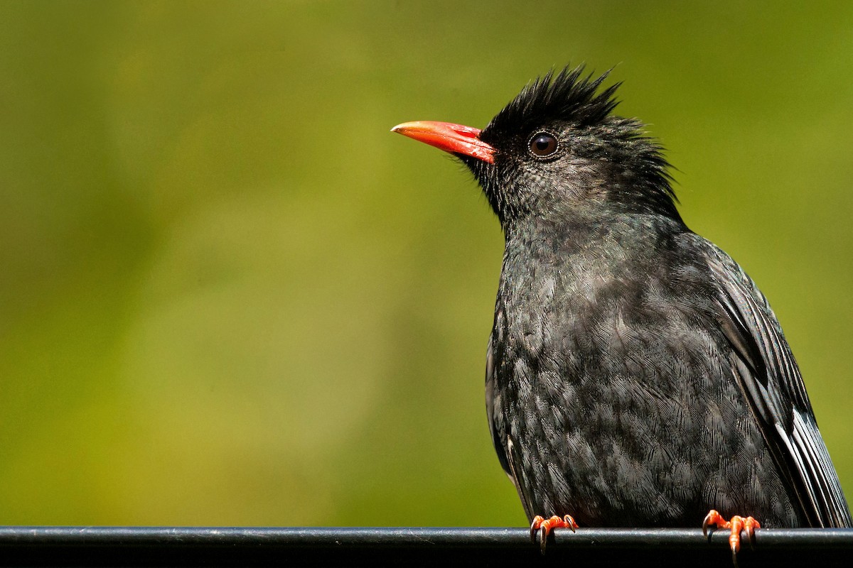 Black Bulbul - David Irving