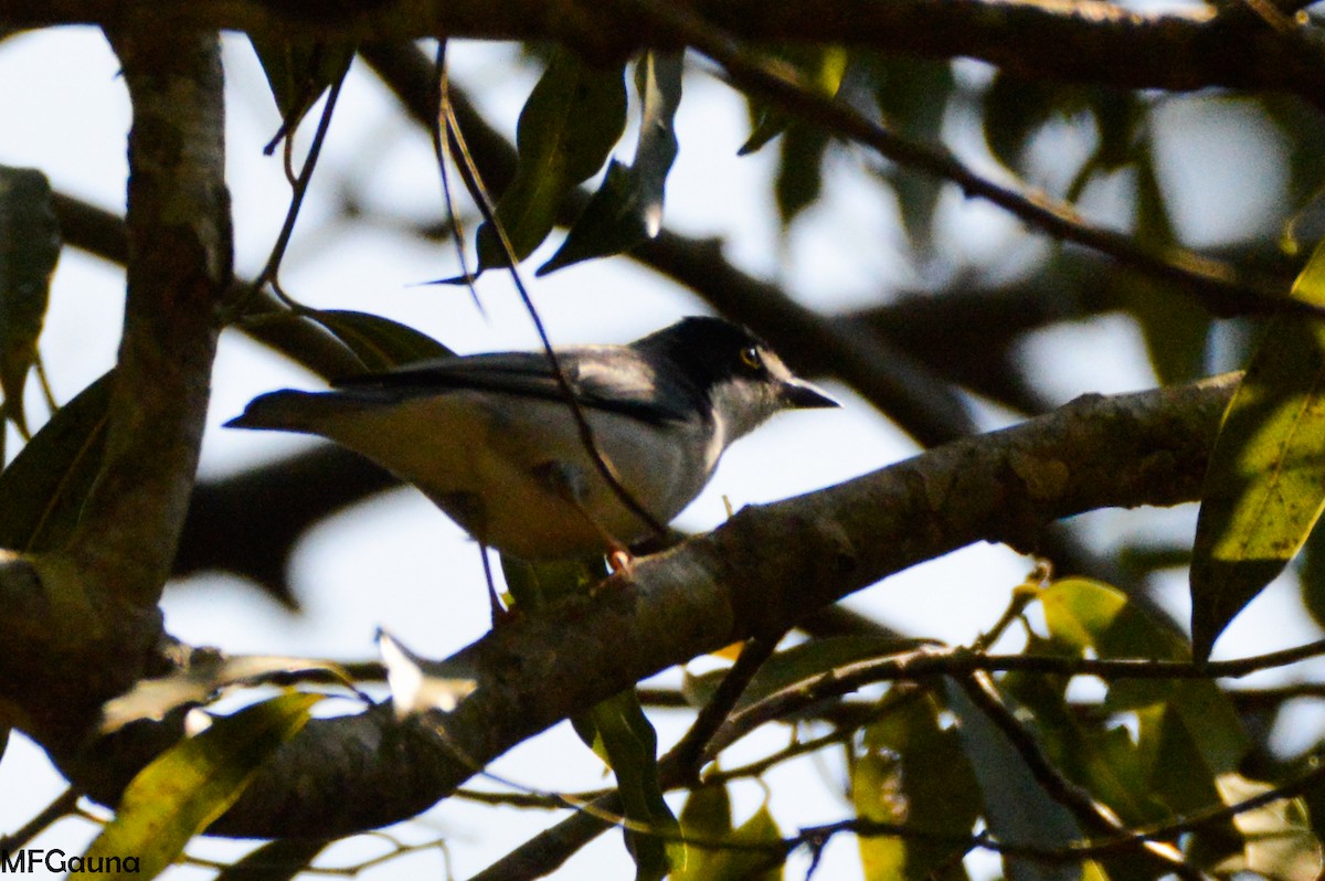 Hooded Tanager - ML318625511