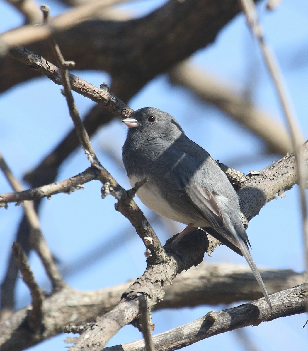 Dark-eyed Junco - ML318625571