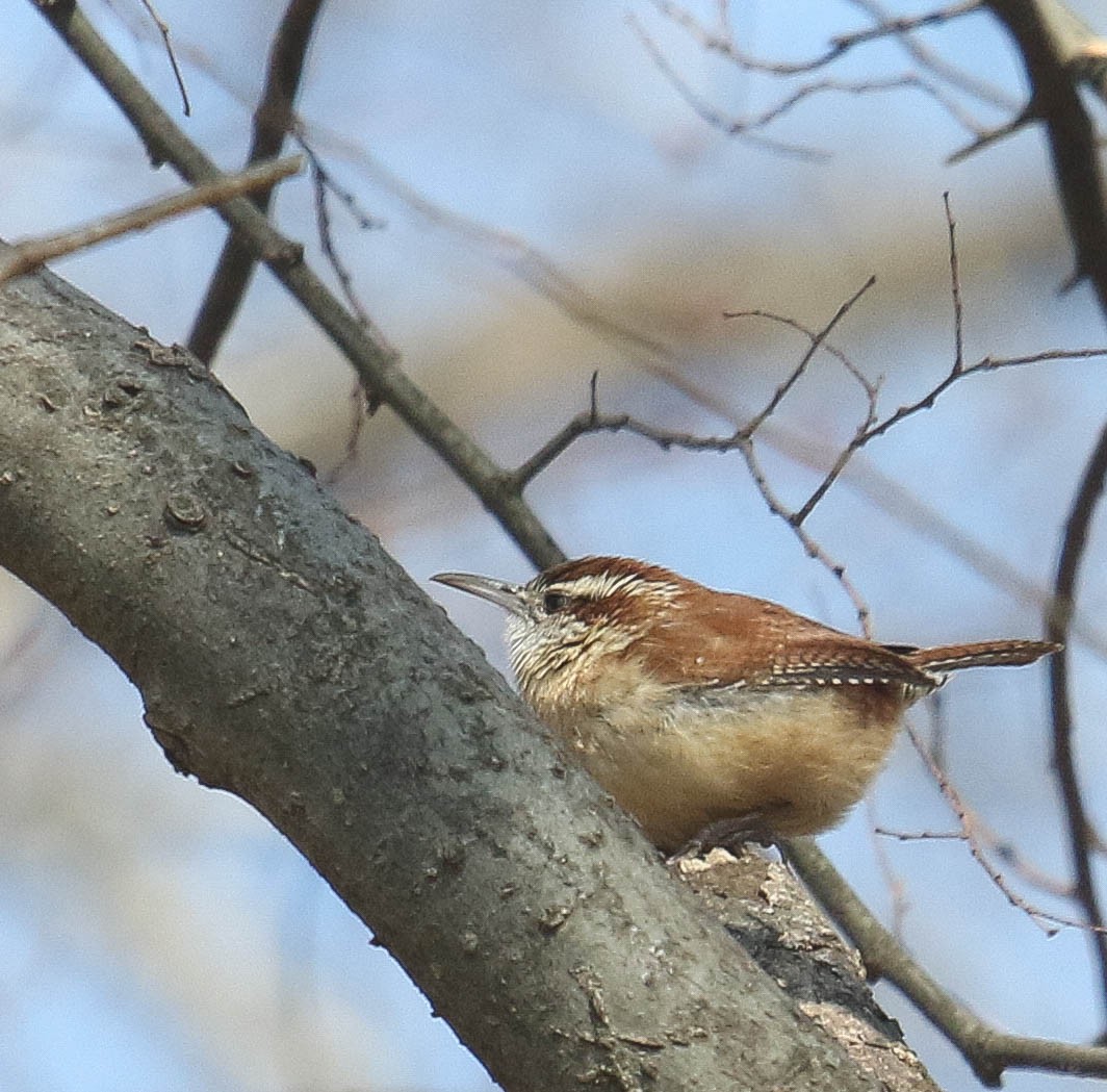 Carolina Wren - ML318625631