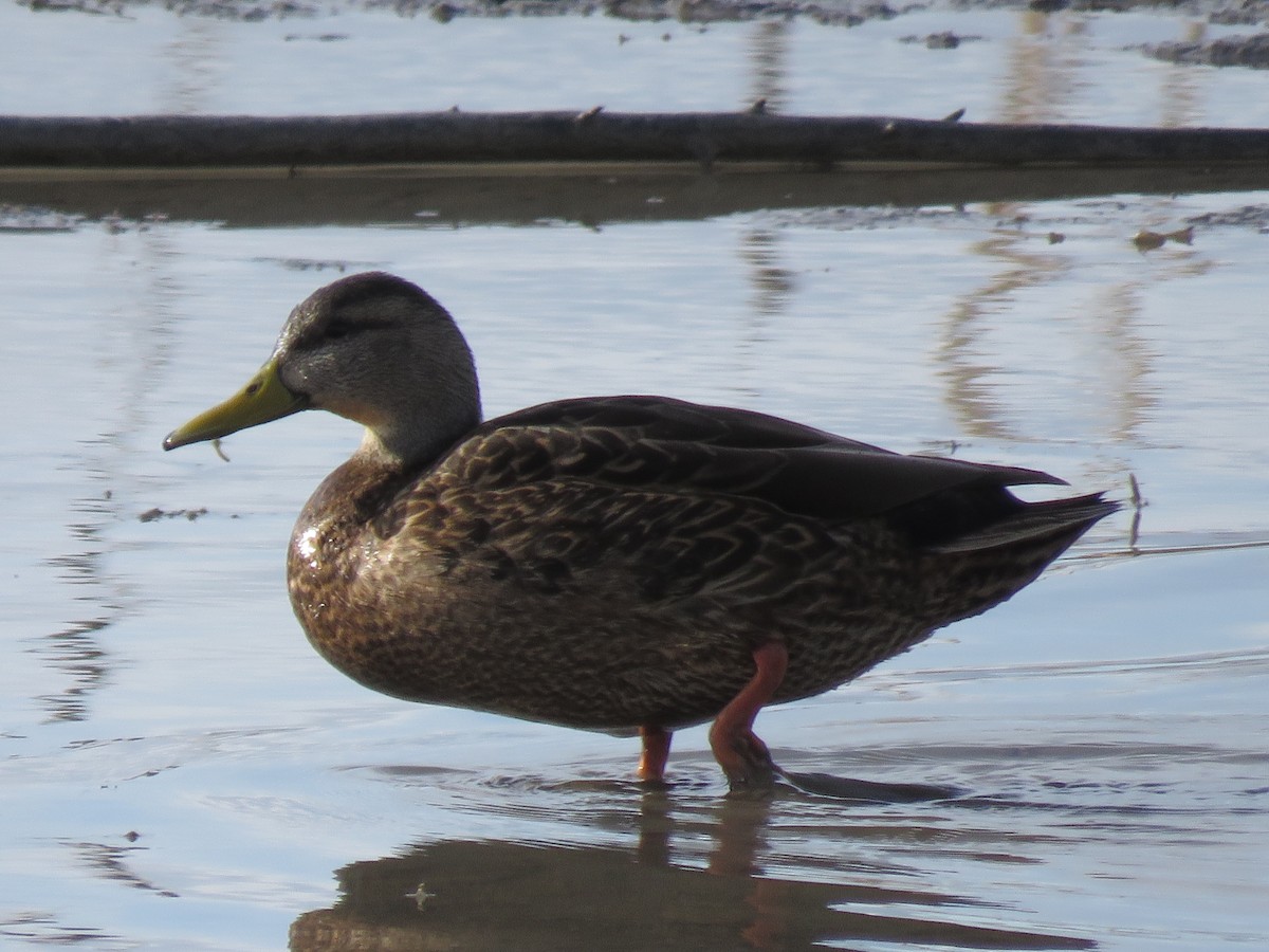 Mexican Duck - Bryant Olsen