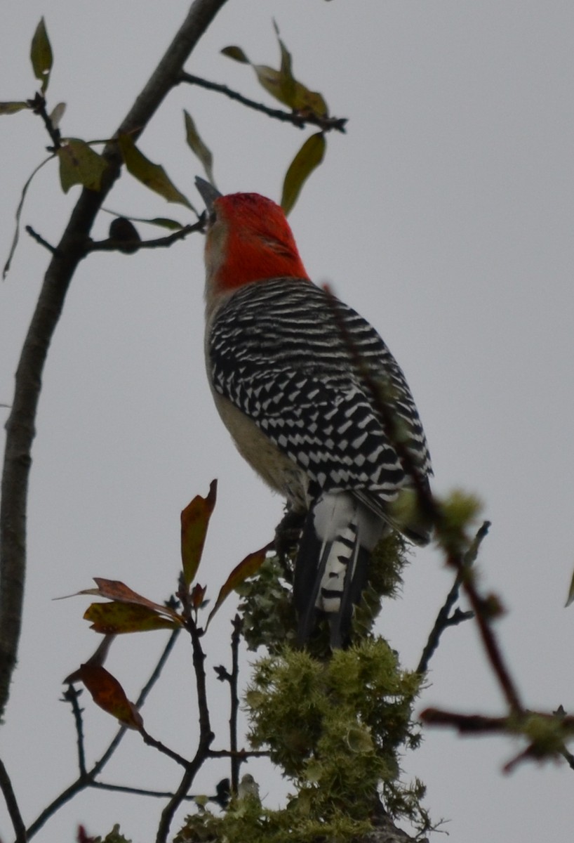 Red-bellied Woodpecker - Robert Bradley