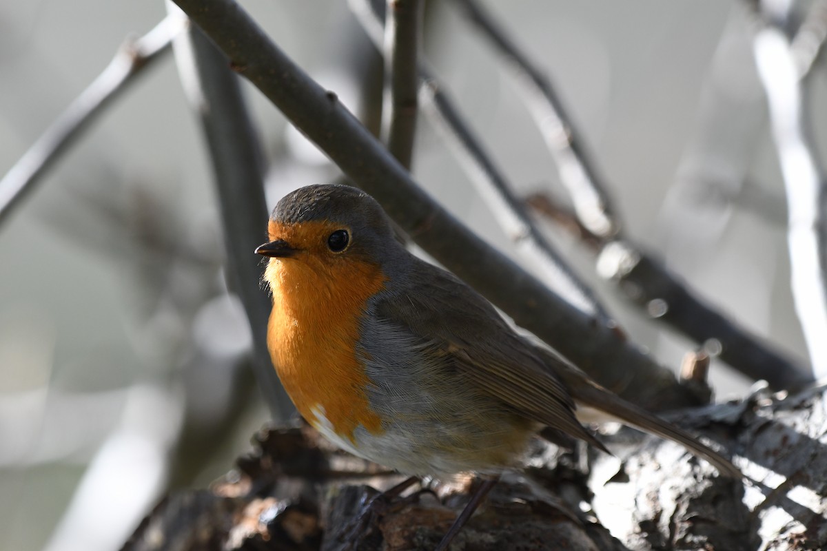 European Robin - ML318628021