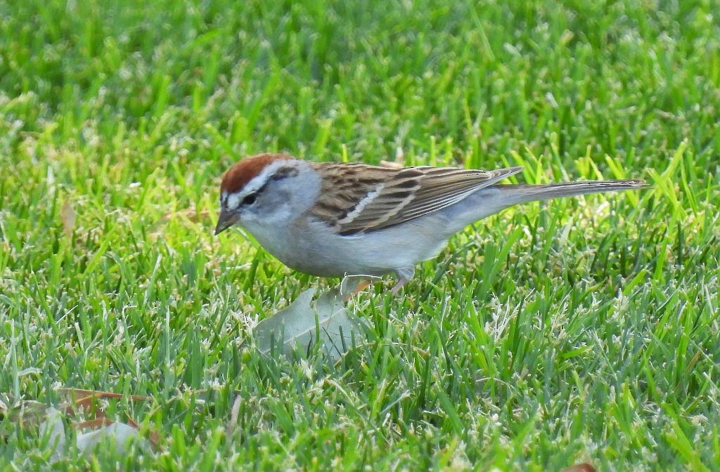 Chipping Sparrow - ML318629931