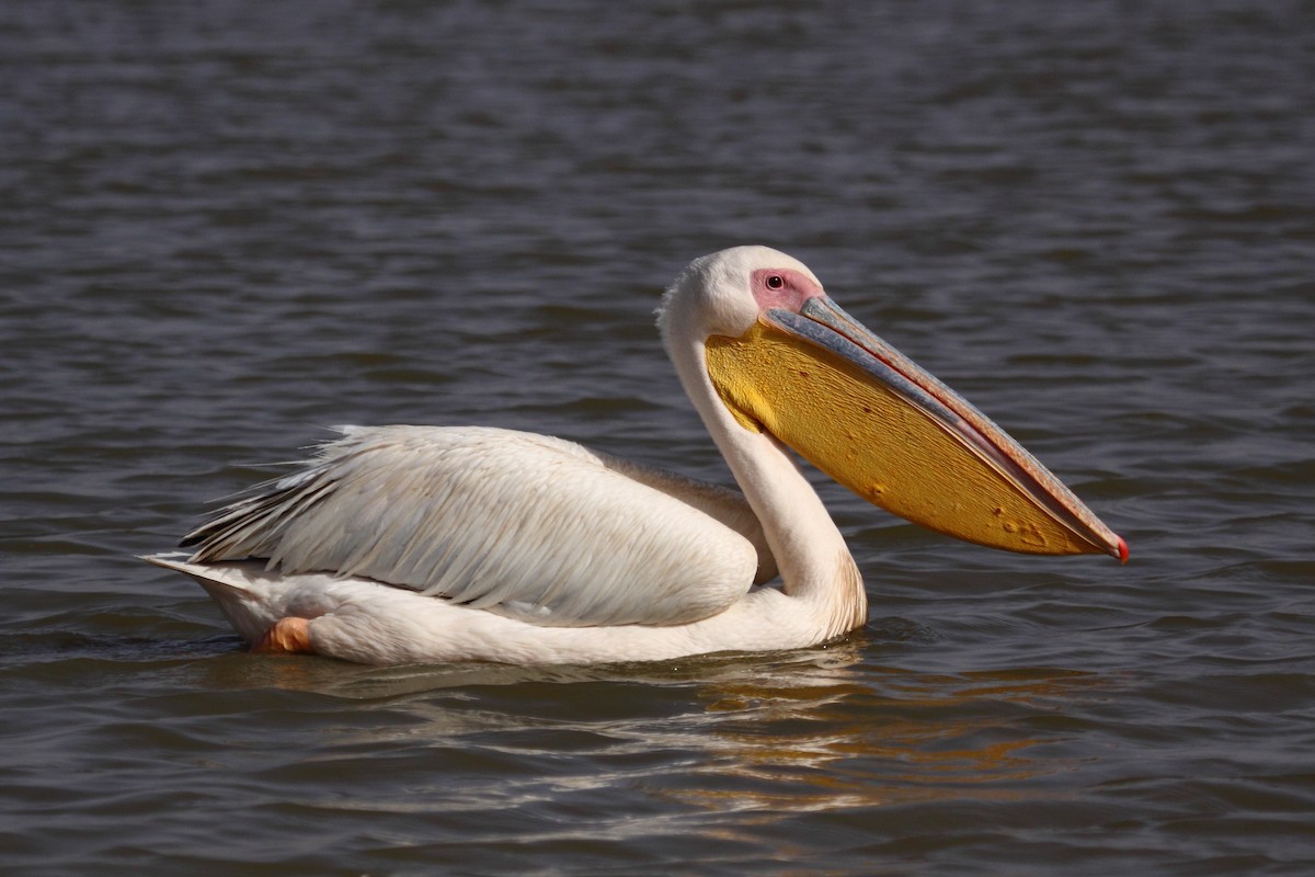 Great White Pelican - ML318631491