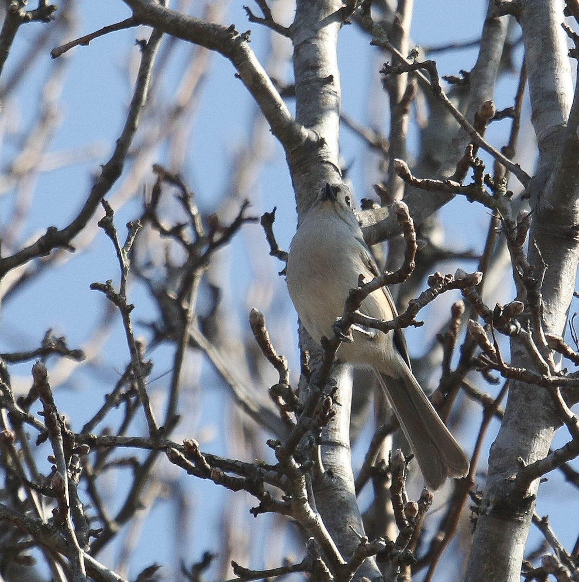 Tufted Titmouse - ML318631601