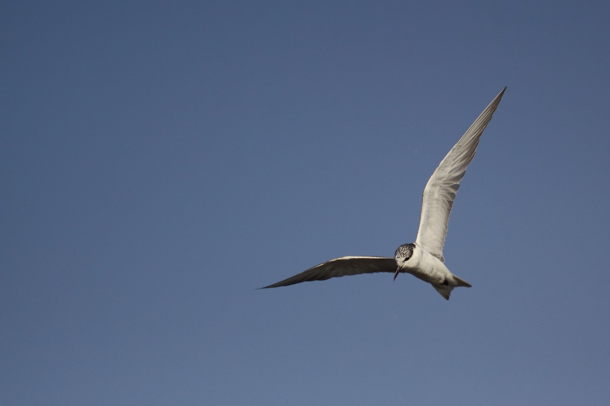 Whiskered Tern - ML318631901