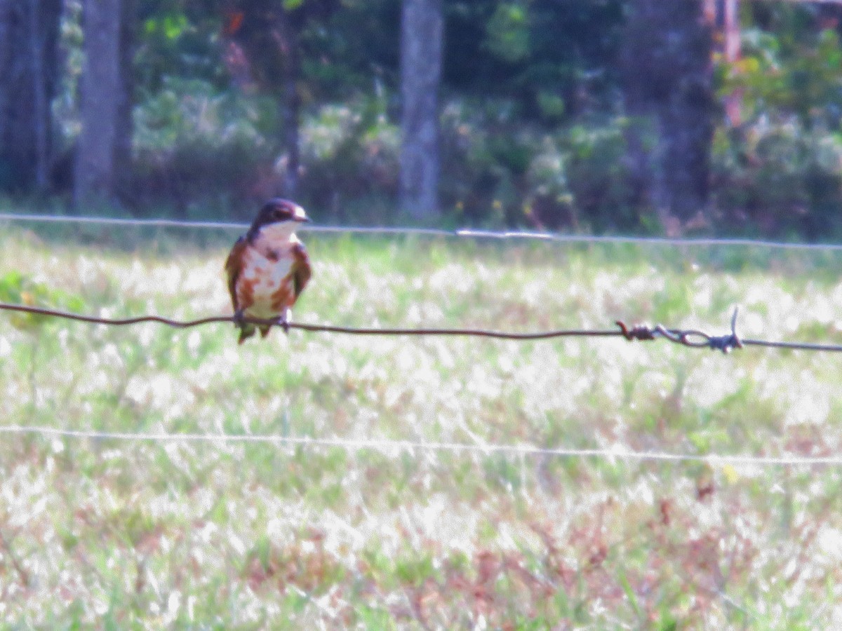 Barn Swallow - ML318632021