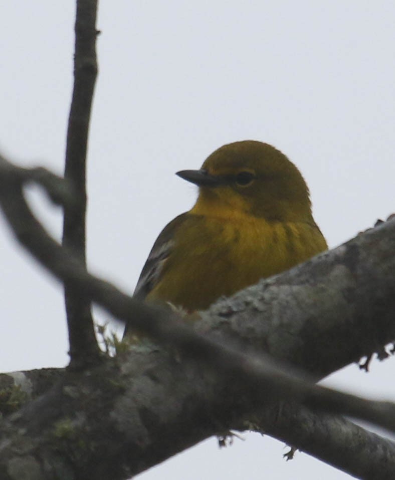 Pine Warbler - ML318632271