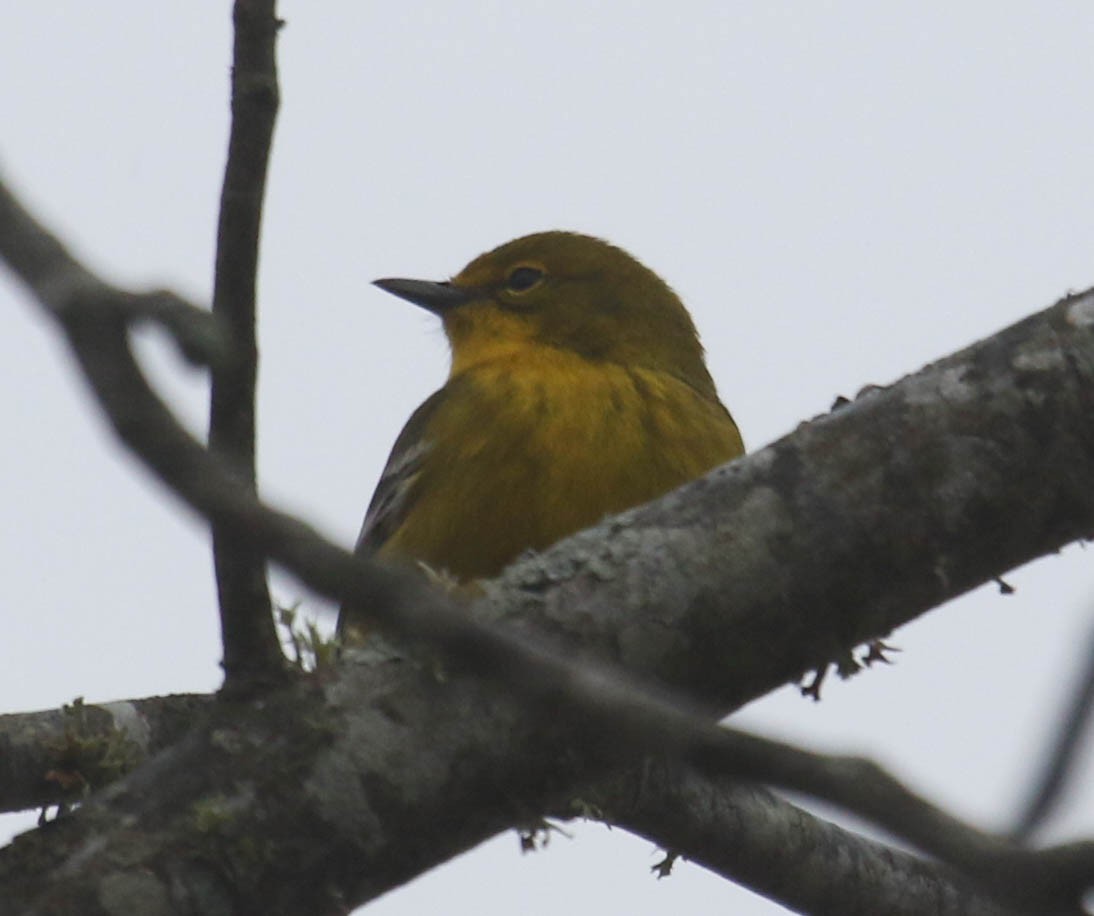 Pine Warbler - ML318632281